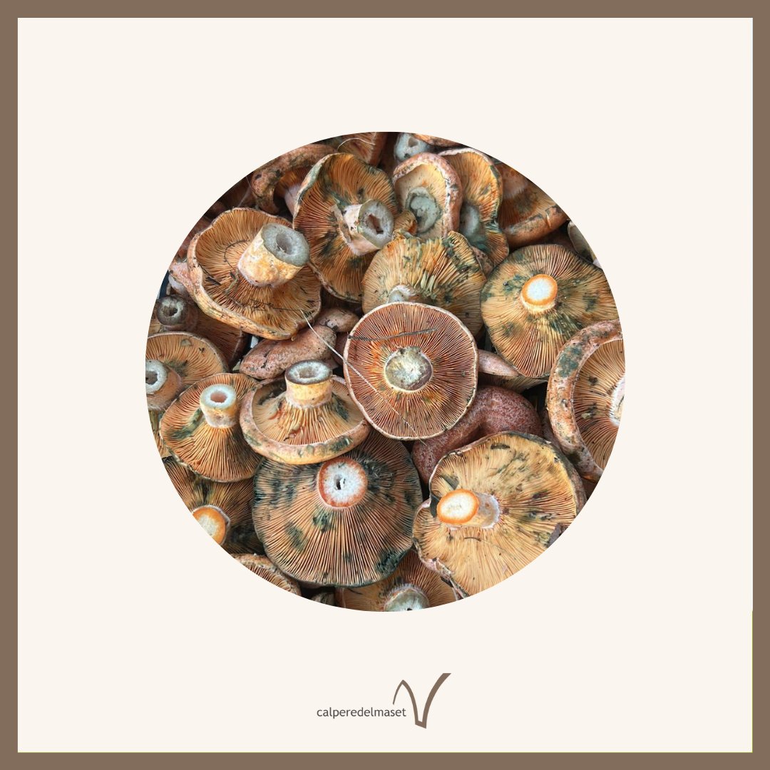 La tardor ens regala productes que esperem tot l'any, com els bolets 🍄

Qui no es deleix per tastar aquests rovellons? 😋