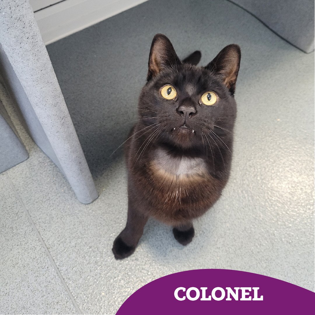 CatsTyneside's tweet image. Colonel: reporting for duty (and cuddles) 🫡

 Colonel (7) is a lovable, people-oriented boy who we know will make someone out there very happy! He is unsure of  young children and so is looking for either a home with older children or adult-only 🏡

👇🏻👇🏻
cats.org.uk/tyneside#adopt…