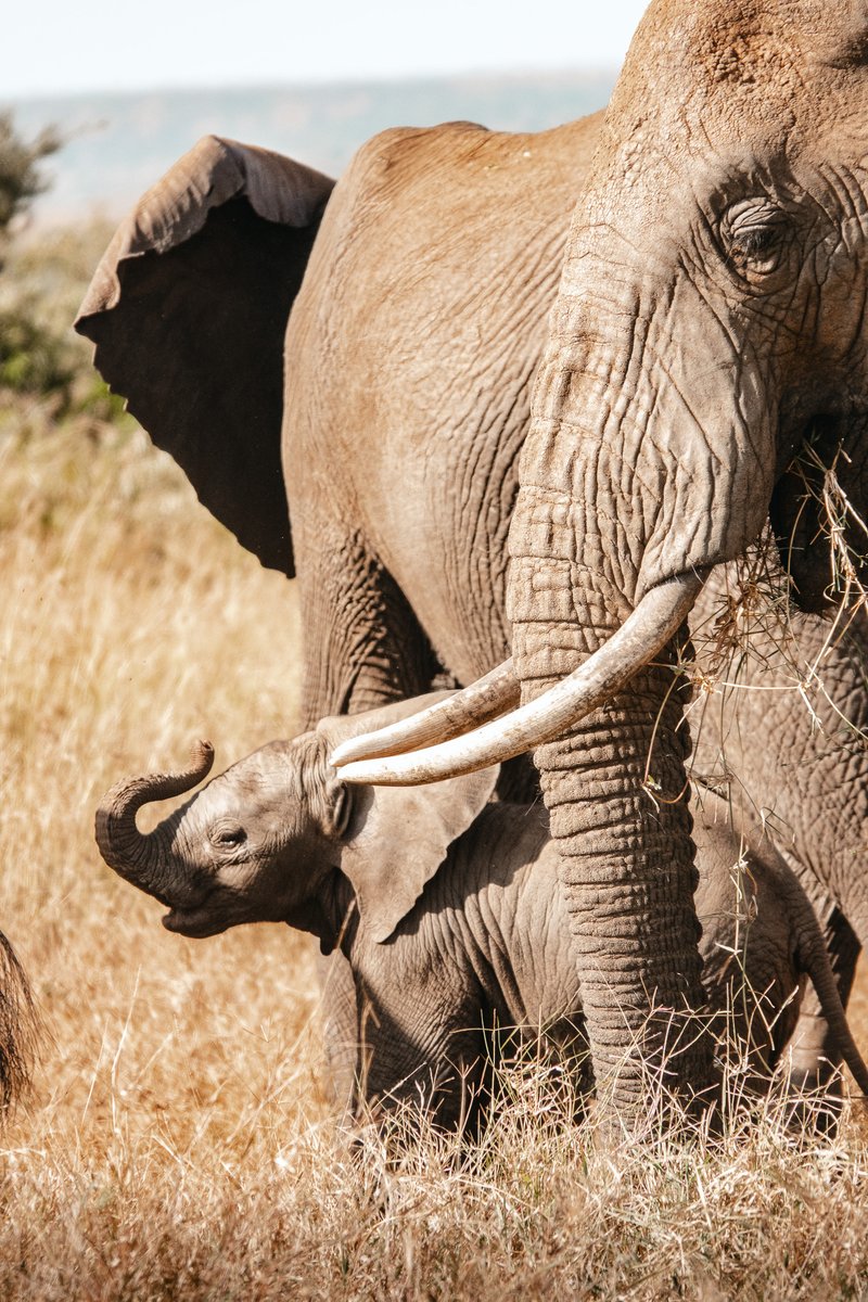 Did you know an #elephant’s trunk has over 40,000 muscles? 

In partnership with SDZWA and Save the Elephants, we monitor northern Kenya's elephants to understand their behavior and reduce human–elephant conflict for mutual benefit.

Photo © Jamie Lucas