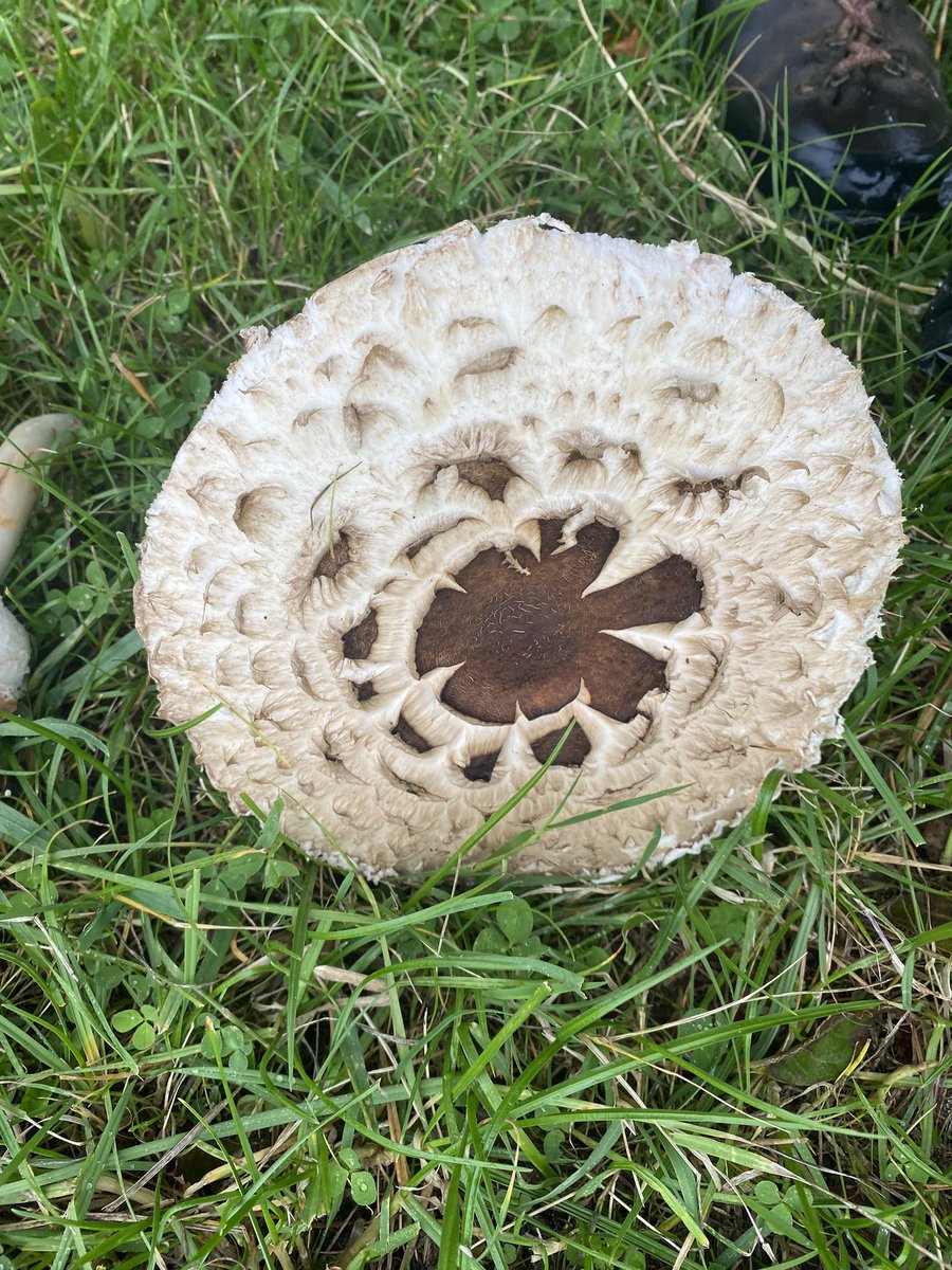 The butler, who is slow to excite got all giddy yesterday when he found some ceps on our walk.  He is to eat them today. He found, or rather I found, some shaggy parasols on a previous walk but he had not brought a bag to carry them in.