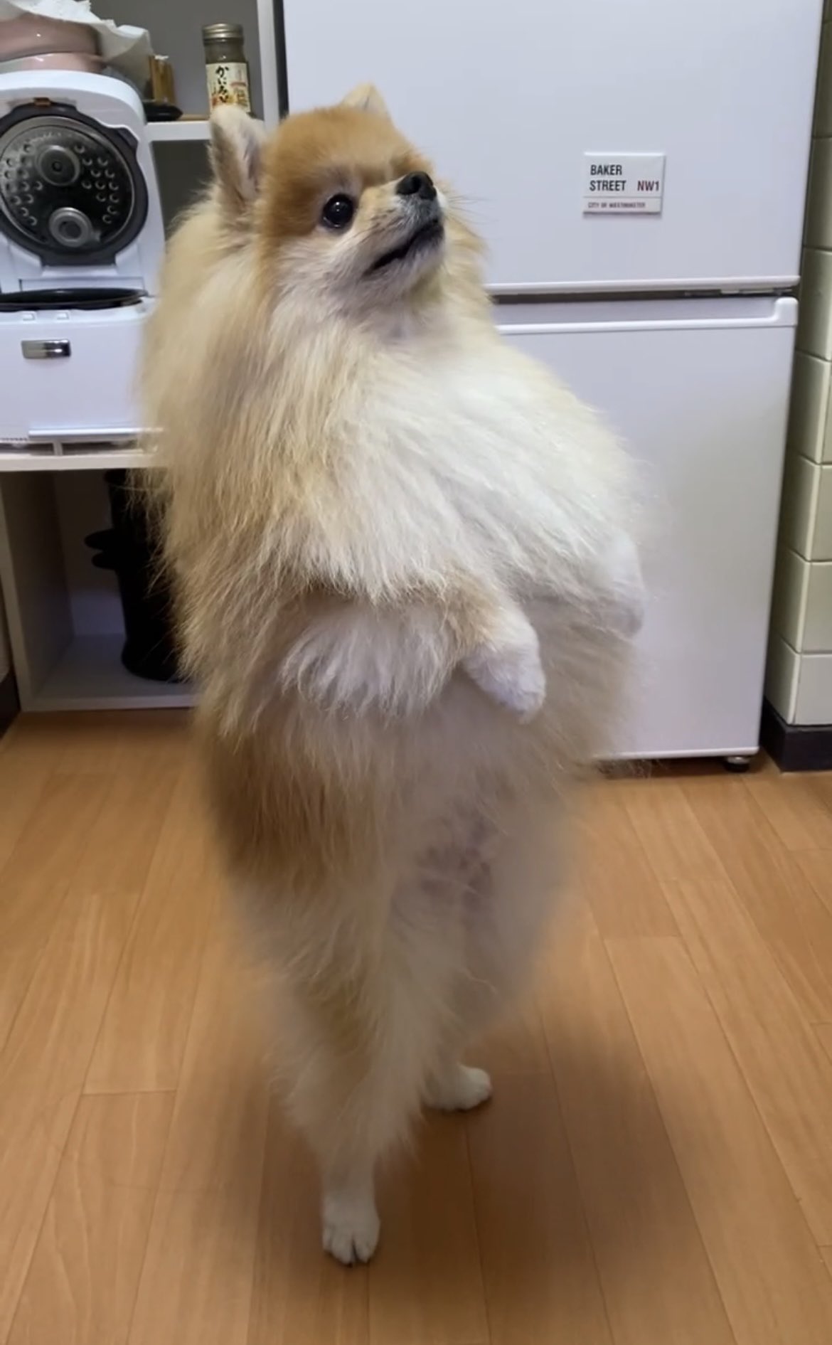 ポメころび 橘紫夕@でかポメ&ちびポメ (@tachibana_shiu) / X