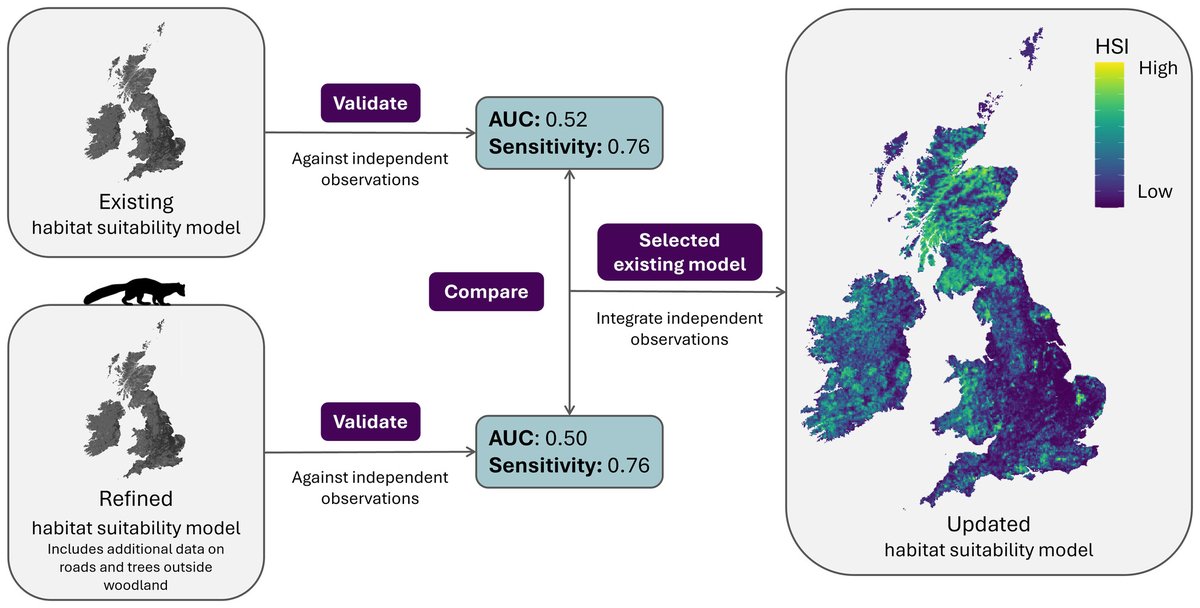 Validating habitat suitability models for pine marten (Martes martes) reintroductions to England and Wales 📈

The adaptive methodology can be applied to other species as reintroduction projects continue to grow in popularity 💭

🔗 doi.org/10.1111/1365-2…