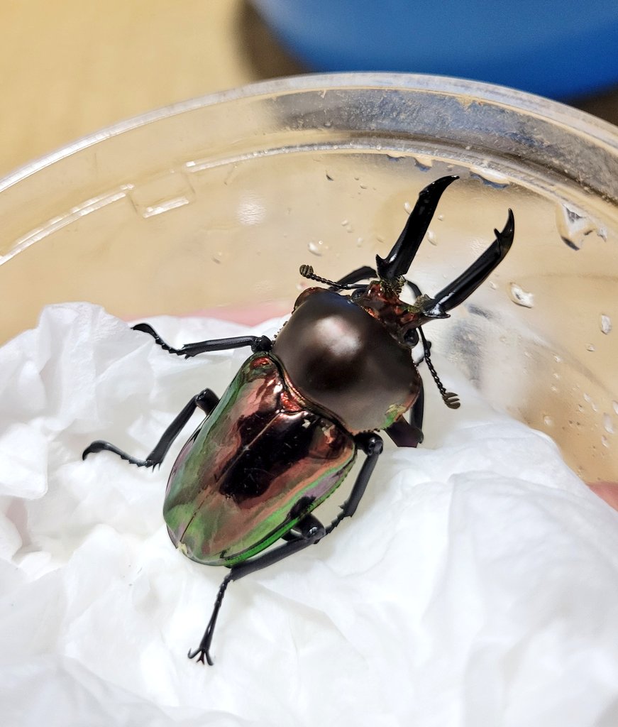 ヒラタクワヌコ (@11D086pXRY8708) / Posts / X