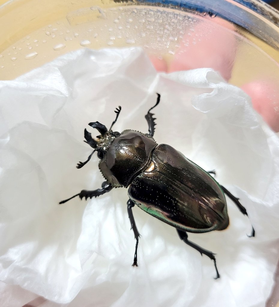 ヒラタクワヌコ (@11D086pXRY8708) / Posts / X