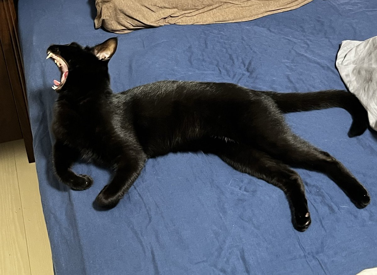 お口から、何か強大な砲を発射してるようにしか見えないはなさん。

#黒猫
#猫のあくび