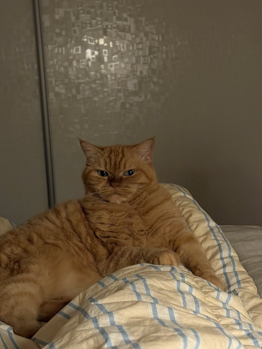 다리 사이 고양이