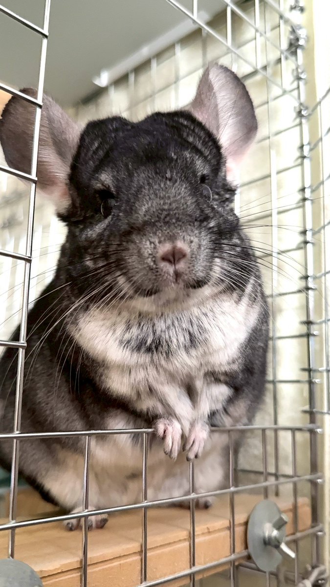 クマじいさん on X: 