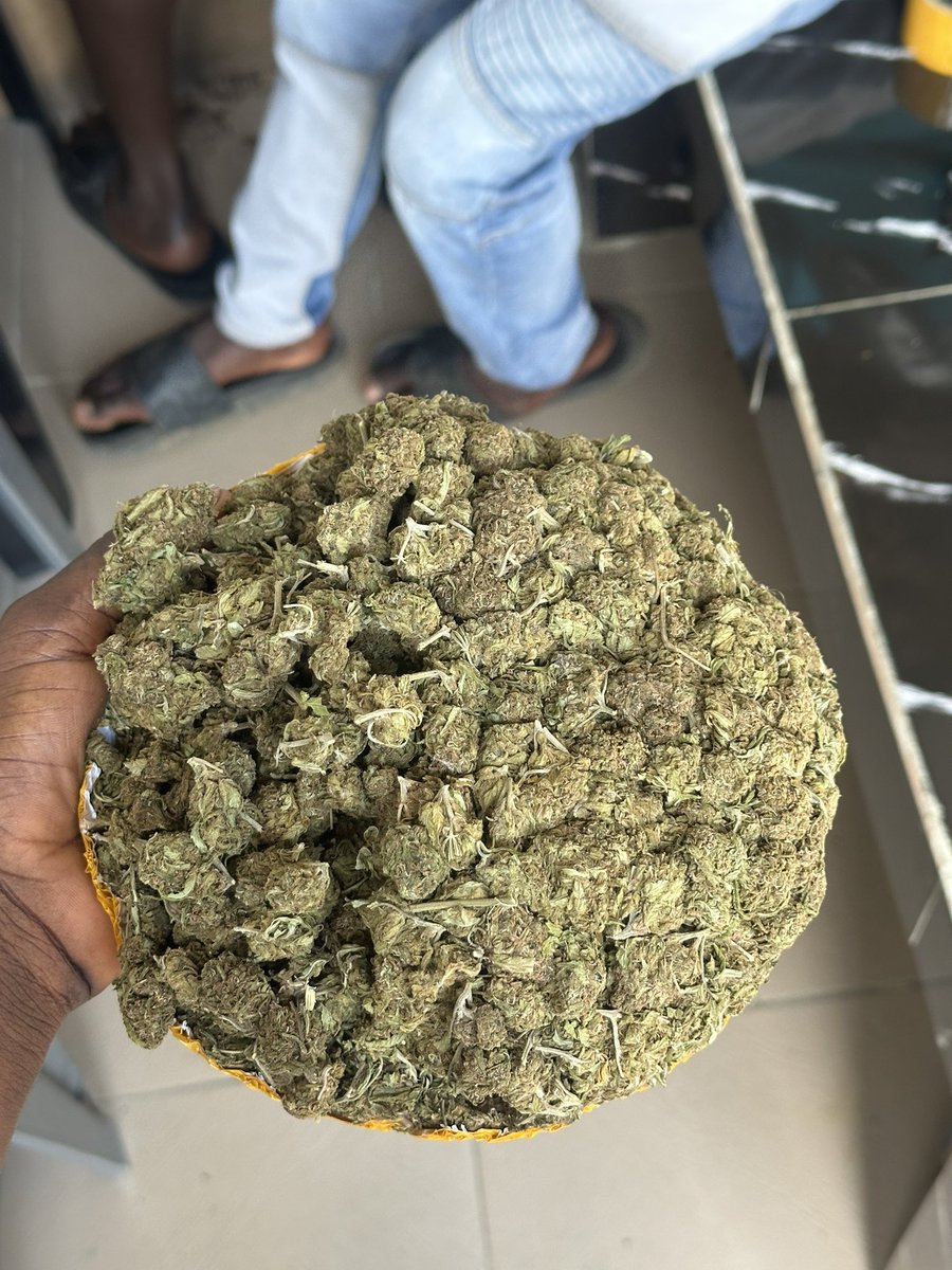 HighkushSmoke's tweet image. Giveaway Time📢
free 5grams of Scottish to the 20 stoner that like, repost and follow @HighkushSmoke.

active mutuals lock-in, follow and drop ss to be selected. 🔥💨