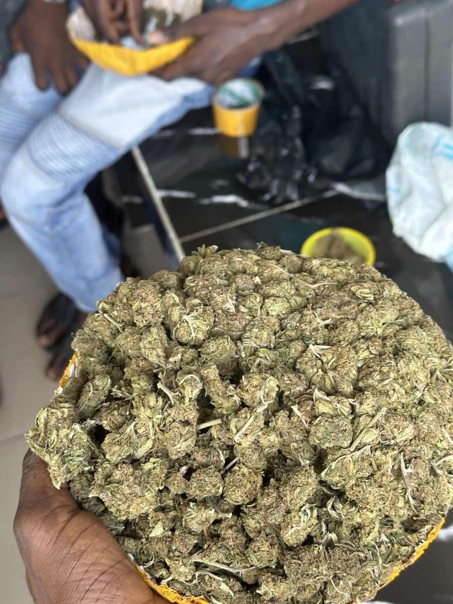 HighkushSmoke's tweet image. Giveaway Time📢
free 5grams of Scottish to the 20 stoner that like, repost and follow @HighkushSmoke.

active mutuals lock-in, follow and drop ss to be selected. 🔥💨