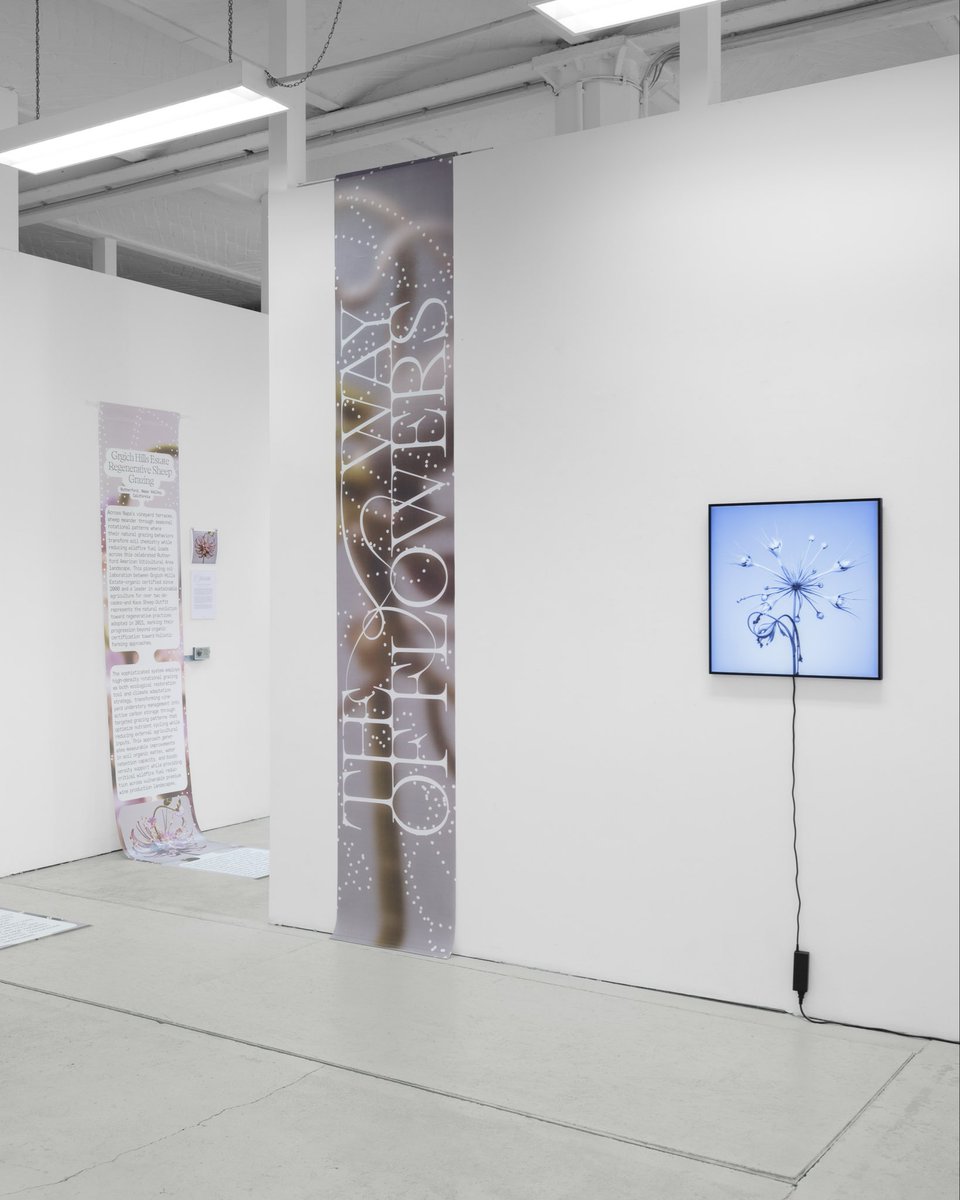 xCROSSLUCID's tweet image. ~ The Way of Flowers ~ is a regenerative art project reimagining environmental art and stewardship through living digital botanicals directly connected to real-world conservation. Join us for a tour, artist talk and a minting event on the 14th Oct at @office_impart 5-9pm 🌷🌷🌷