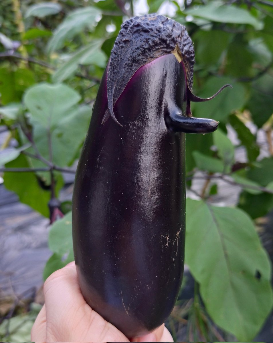 鼻が高いなすも収穫。