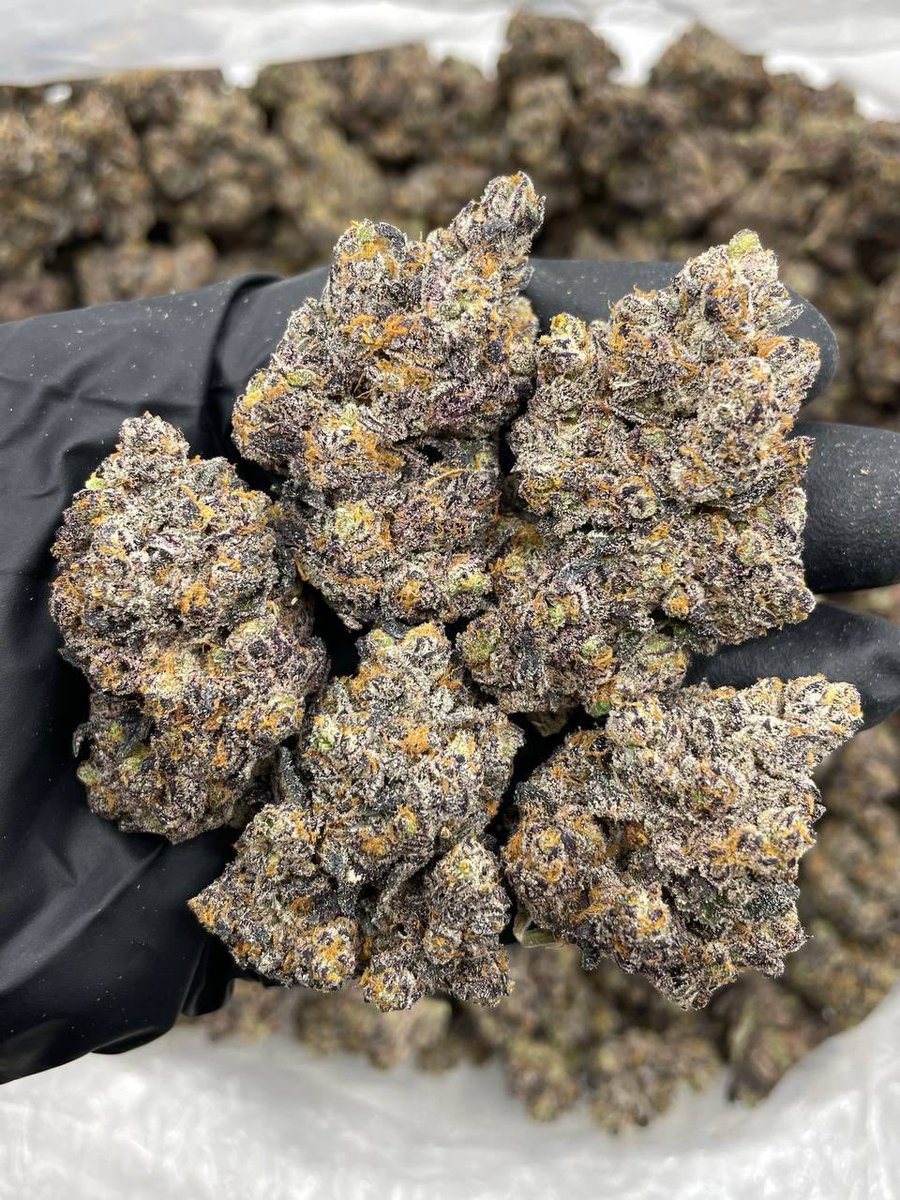 XoticsMenu's tweet image. White Rainbow indoors ⚪️🌈
——————————————————
Chunky White Runtz crossed with Rainbow Gelato! Great structure and full color bag appeal. Caked in frost with a loud mix of runtz gas noses 🔥

📦$1325 P
📦$1275 5+
📦$1225 10+
📦$1175 25+
📦 50+ 📲
——————————————————