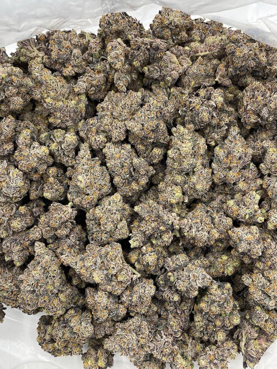 XoticsMenu's tweet image. White Rainbow indoors ⚪️🌈
——————————————————
Chunky White Runtz crossed with Rainbow Gelato! Great structure and full color bag appeal. Caked in frost with a loud mix of runtz gas noses 🔥

📦$1325 P
📦$1275 5+
📦$1225 10+
📦$1175 25+
📦 50+ 📲
——————————————————