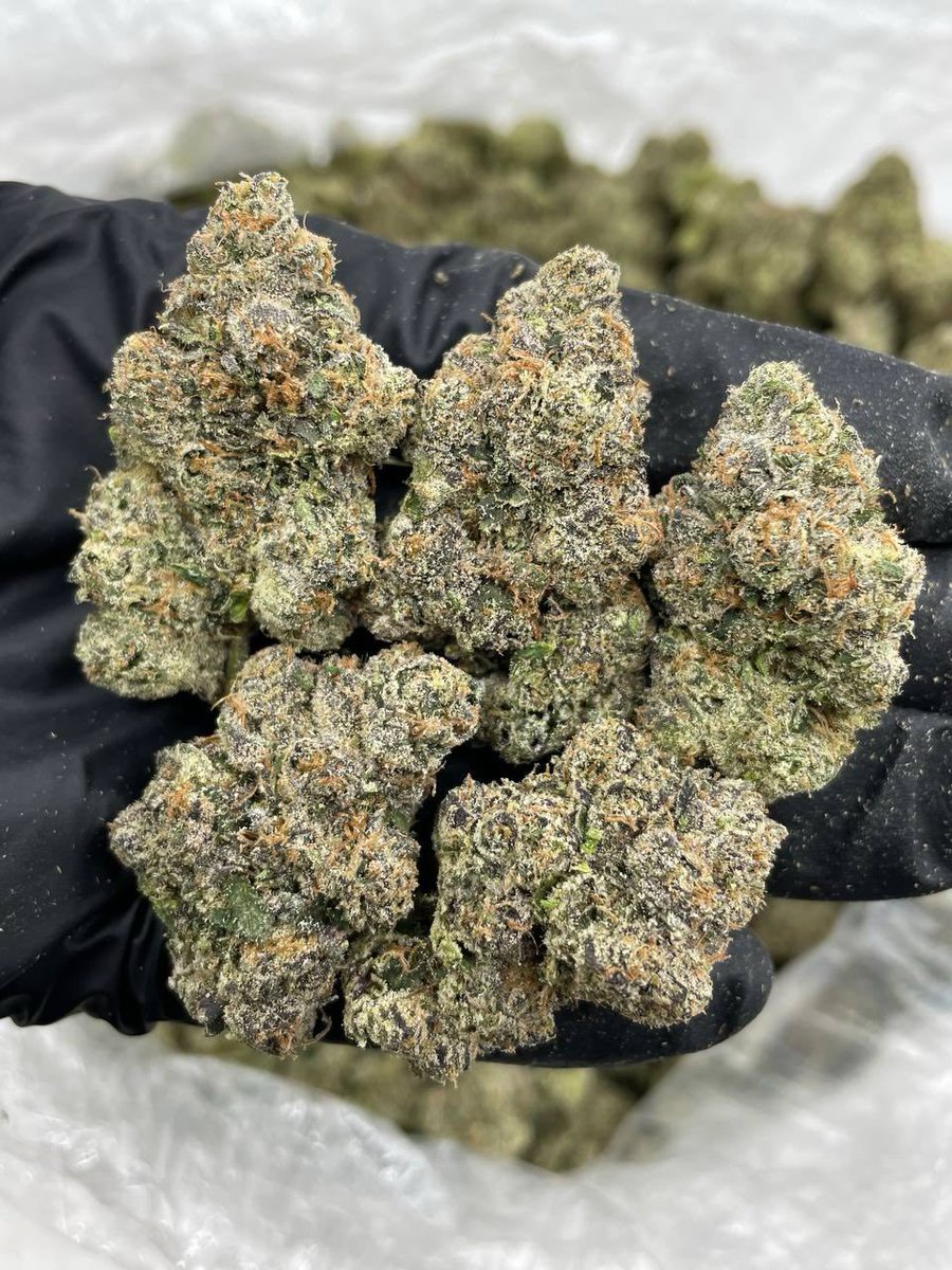 XoticsMenu's tweet image. Cherry Pez indoors 🍒
——————————————————
Sticky lime green candies with a good amount of color sprinkled through the bag and a frosty cure! Loud cherry candy gas nose 👂🔥

📦$1300 P
📦$1250 5+
📦$1200 10+
📦$1150 25+
📦 50+ 📲
——————————————————
📍 Intown - $1100📍
📲 DM for TP