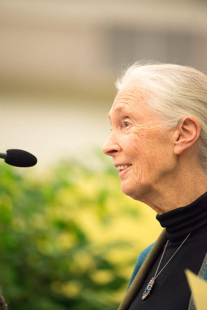 OfficialZSL's tweet image. Dame Jane Goodall&apos;s legacy lives on in every researcher who approaches their work with both rigour and compassion, in every conservationist fighting to protect endangered species, and in every young person who believes they can make a difference for our planet. 🧵