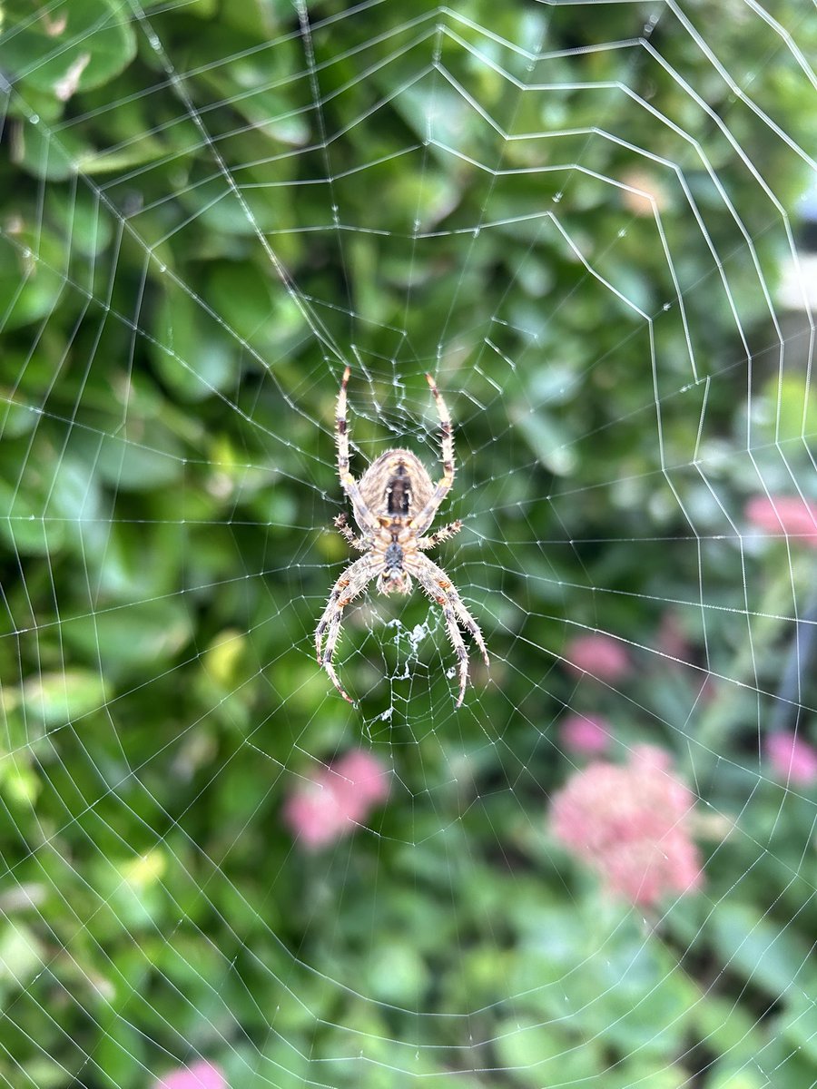 SaraTurle's tweet image. Another precious #SpacesForListening @brigidrussell51 @charlie_psych Thank you to all for sitting alongside me. I heard and hold all you shared. Wonderful dots of connection. And here’s to a spider! ❤️