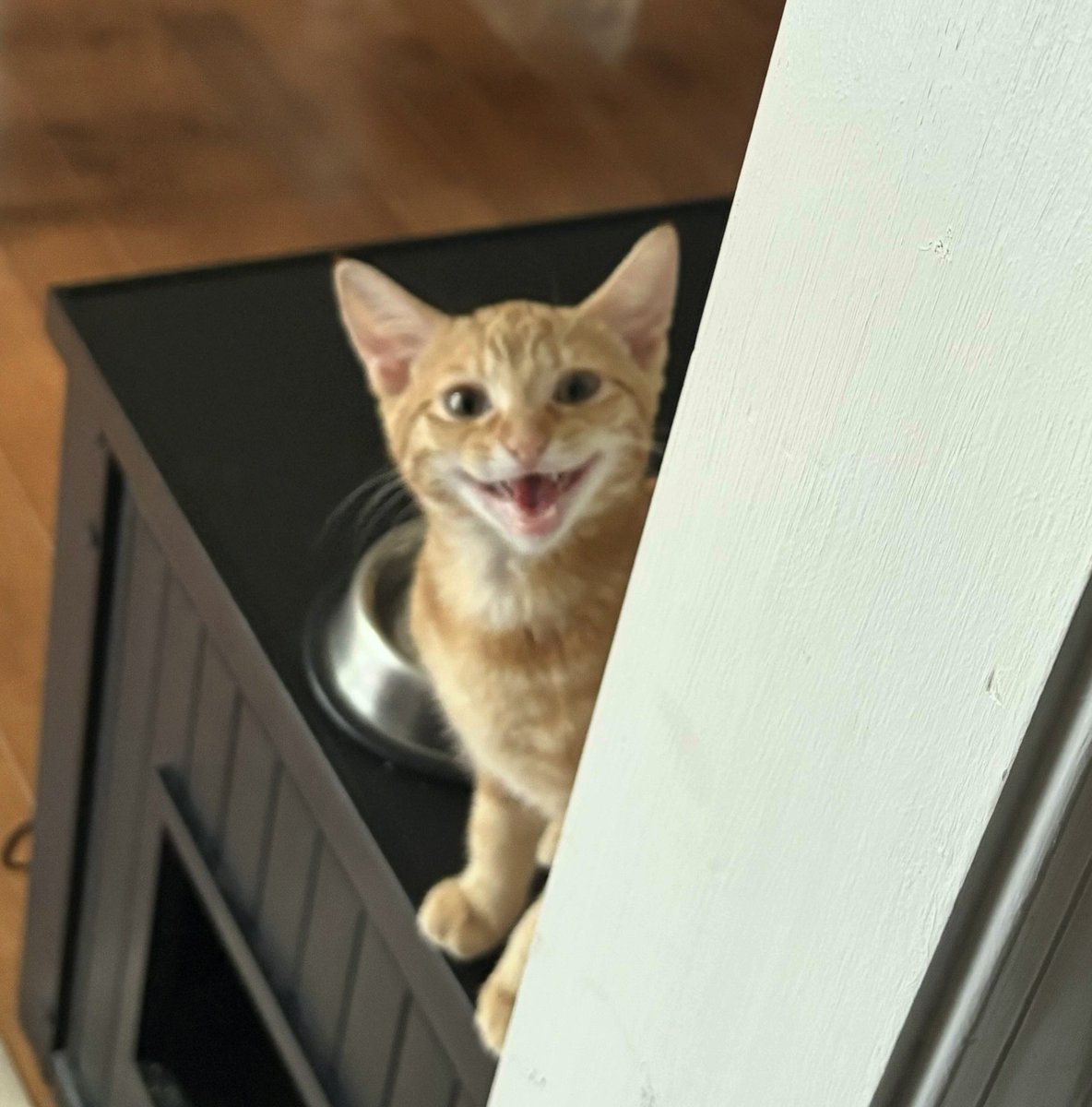 Gearsnfears's tweet photo. Hey dudes, hows it goin? Been awhile since I posted here other than the occasional retweeting of the boyfriend’s  art. Hope you’ve all been good. Still kinda firm on not posting too much here, I feel like bluesky has been much better for me mentally. Also got a new kitten. https://t.co/3P1aTRwcpT