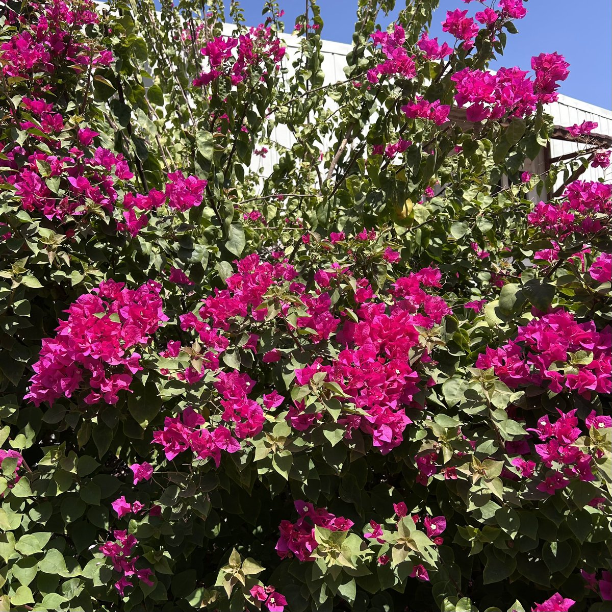 لُجين🎓 tweet media