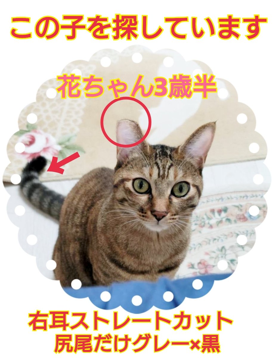 猫を探しています。花ちゃん3歳半くらい。麦わら猫または、茶系のキジトラ。2024年4月11日横浜市金沢区富岡東の自宅から私の不注意で外に出てしまい行方不明のままです。ずっと探しています。
#猫を探しています 
#拡散希望 
#リポストお願いします 
#横浜市金沢区 
#麦わら猫