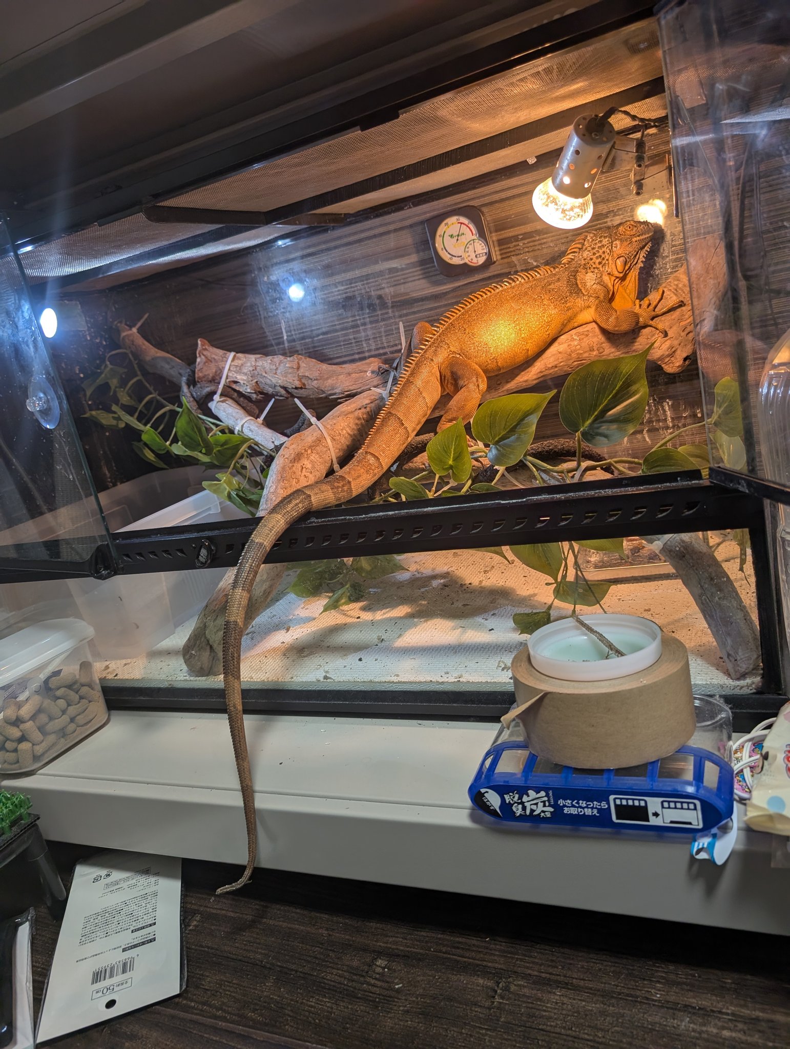 いぐあな maxresdefault.jpg