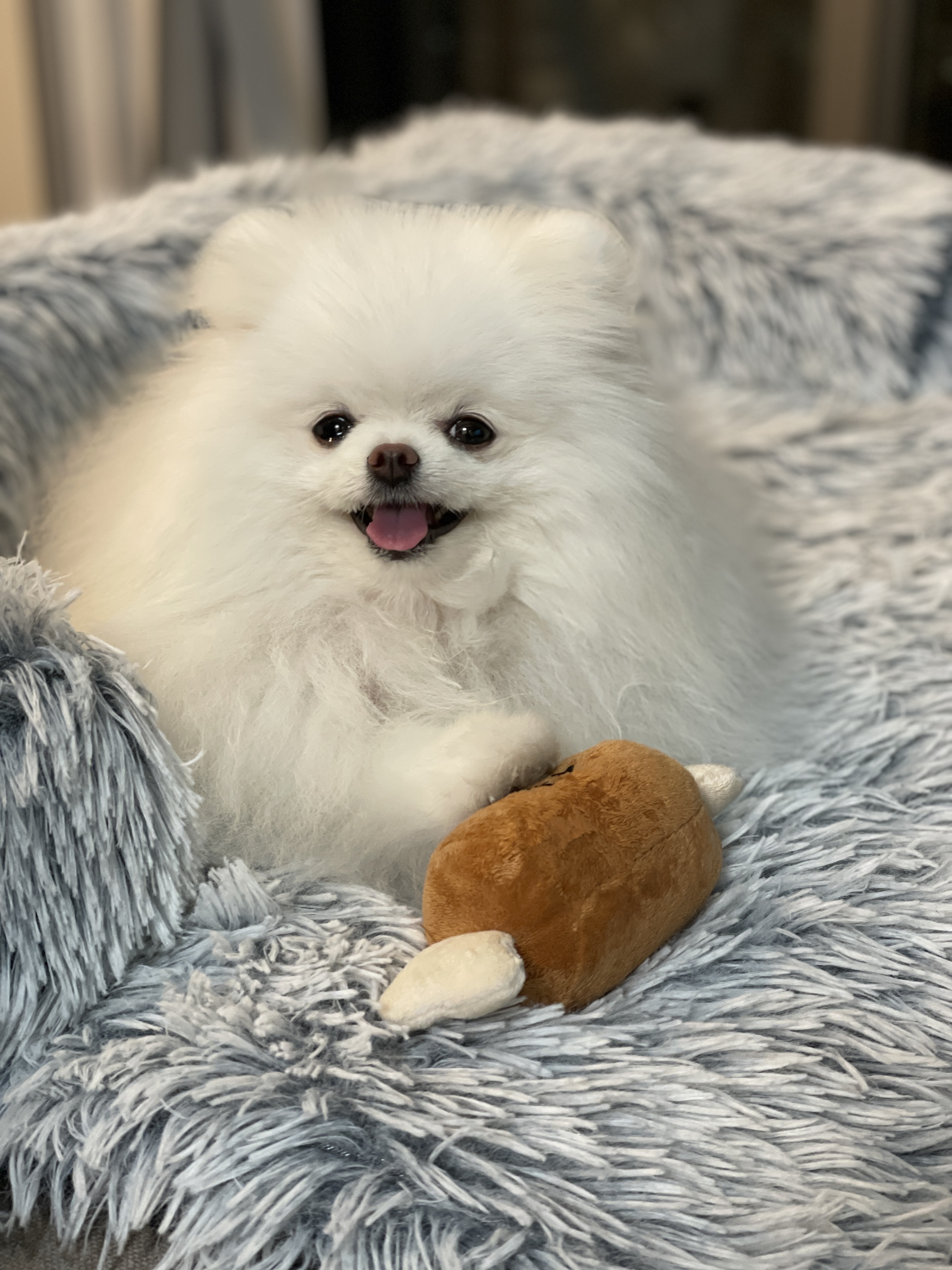 【ポメころびページ】ご予約2点おまとめ dog_img_1_18c349deb084.jpg