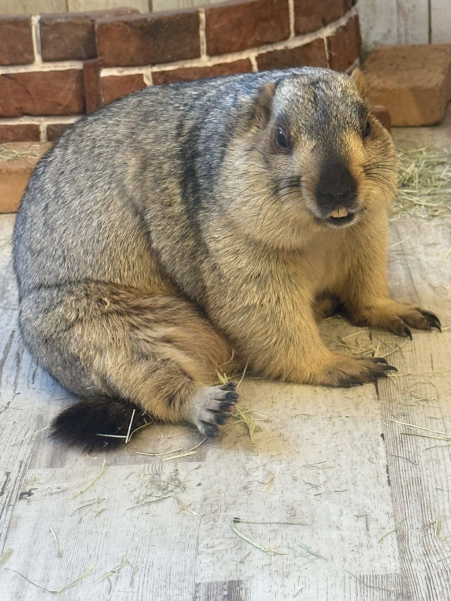 あさみ@7/18道樂 (@gachapin0128) / X