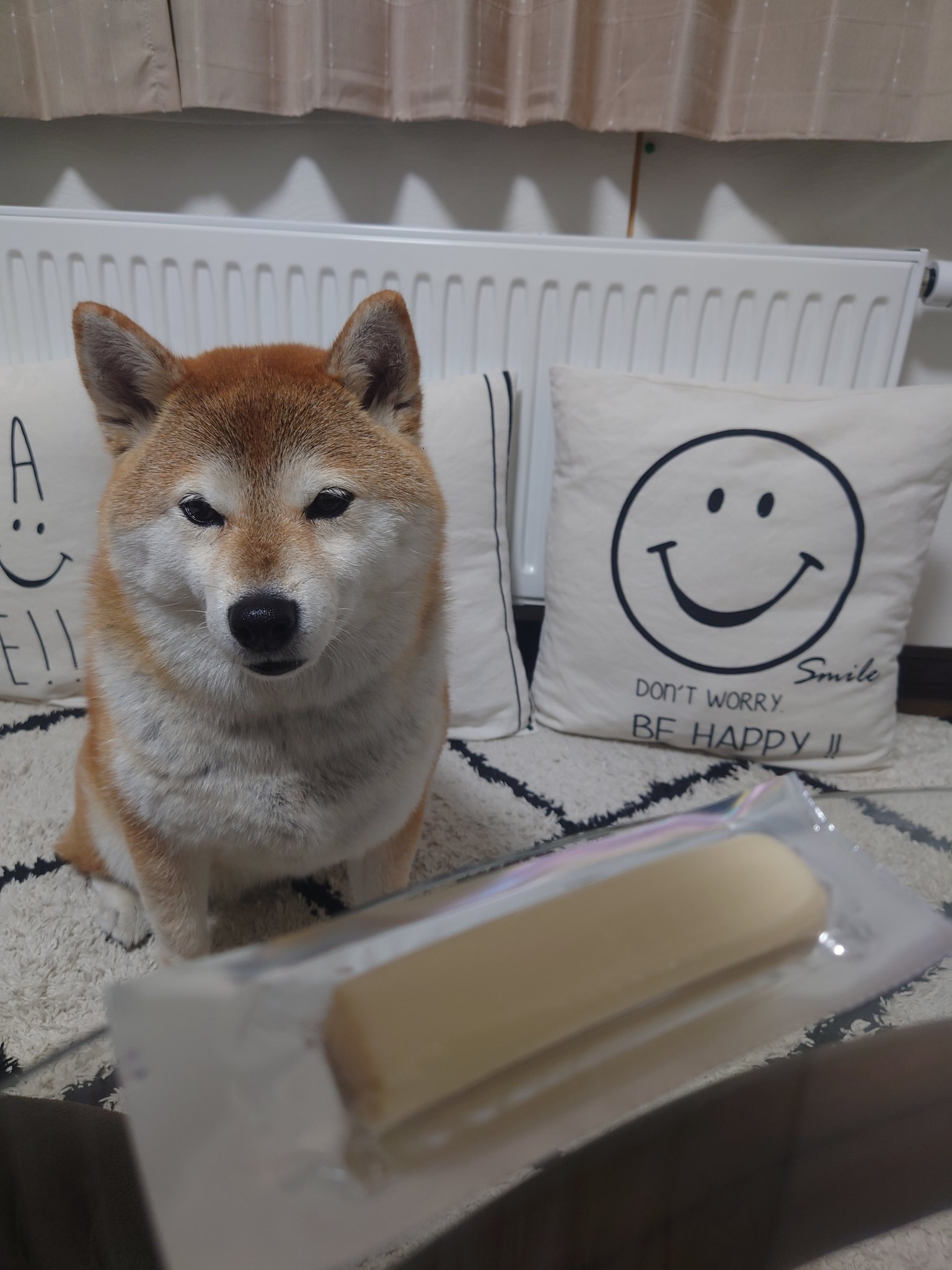 芝犬です。 Good night🌙🐕 🐶 さ、寝よう！ #寝方がすごい #痛くないのかい