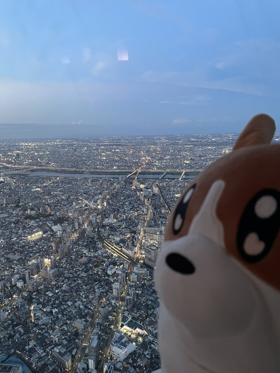 外国人「Foooo！！corgi！！」って
言われてがちおもろいw
これが日本一高いコギ犬です。