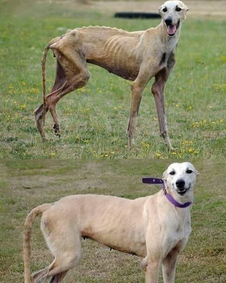 Pawzazzle's tweet image. Take a moment to truly look at this picture. The first image shows a soul on the edge, weak and fragile, a body marked by neglect and hardship. The second image shows the very same dog, but now standing strong, with bright eyes and a heart full of life. This is not just a…