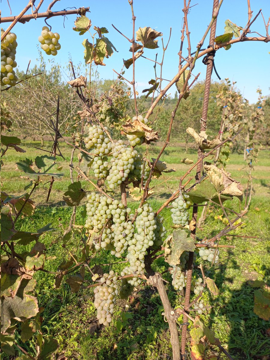 Tak jsem se pustil do sklizně Ryzlinku. Vypadá to letos, že bude pokus o burčák.
#bakalářka