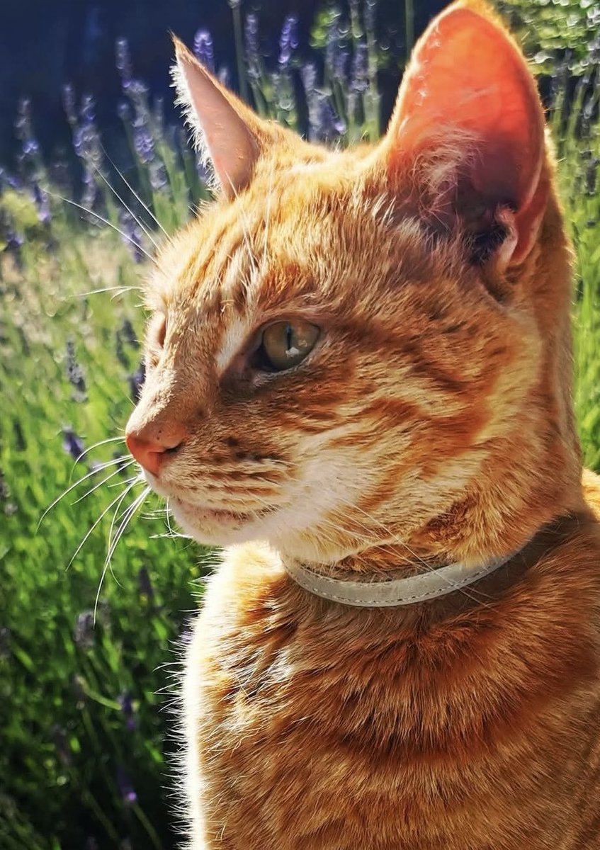 doubleesspresso's tweet photo. I love you so much JR, R.I.P my beautiful boy ❤️ https://t.co/Xm1Rjcyh17