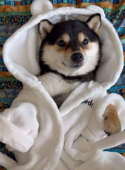 RealManyu's tweet photo. @bitgetglobal Why not do all at once? 🐾✨ https://t.co/3D2dJxVJ79