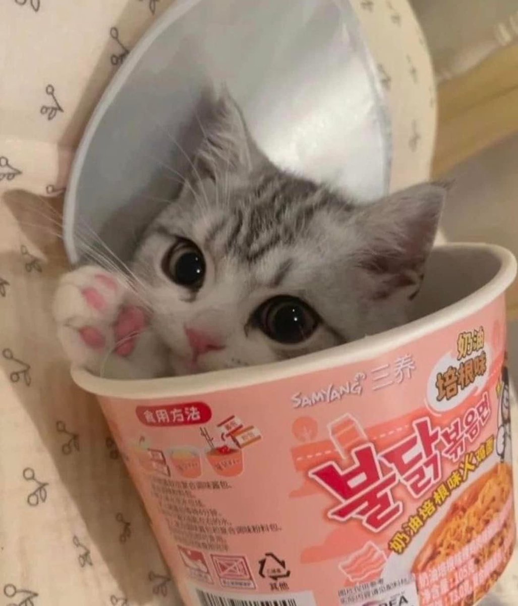 KITTYYYYY 😭😭😭💔💔💔💔