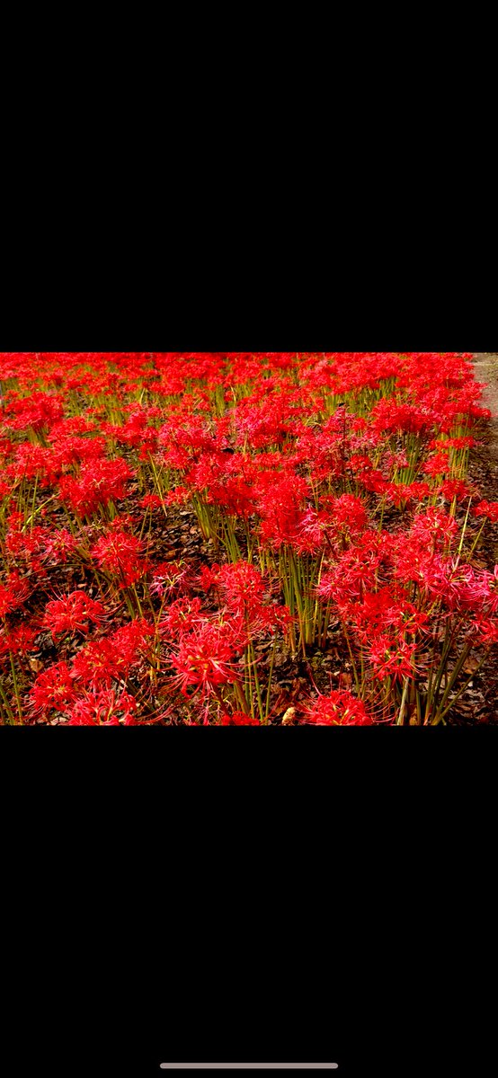 PhotoSaitama's tweet photo. Spent the day in fields of red spider lilies and Osmanth fragrans, Kinmokusei. It was a great day. #redspiderlilies #Kinmokusei #Osmanth #Japan #Inaka #ruraljapan https://t.co/blgUMT1AvW