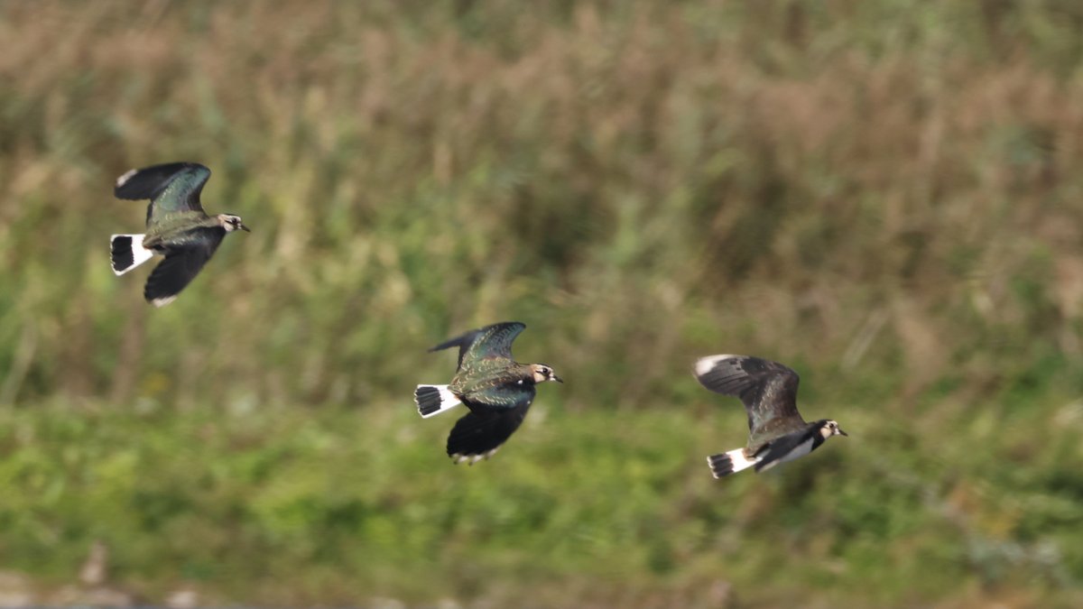 cranky1456's tweet photo. Now it's time for those #Triples &amp; #Trebles for #3sDay

I'm going with Greylag &amp; Pink-footed Geese, Whooper Swans &amp; Northern Lapwings captured @WWTMartinMere 

#birds #photography #EastCoastKin #birdphotography #ukbirding #naturephotography #BirdLife #wildlifephotography https://t.co/DYE6DjN9K3