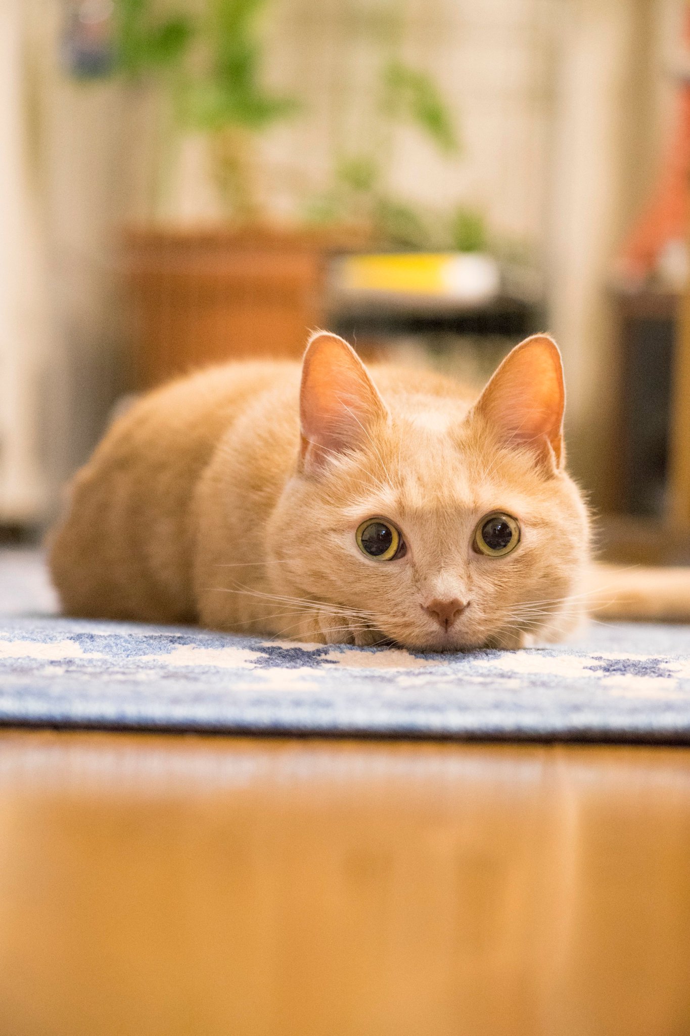 そうねこ❁⃘ページ ryosukewexer on X: 