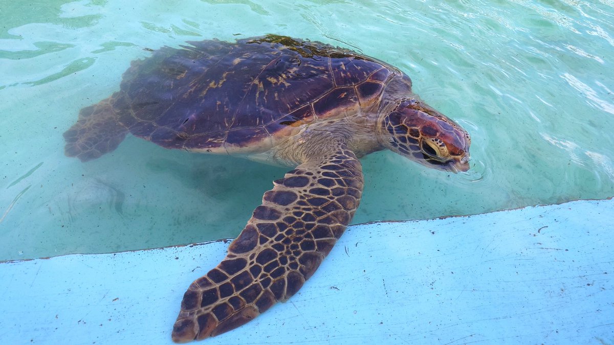 むろと廃校水族館 on X
