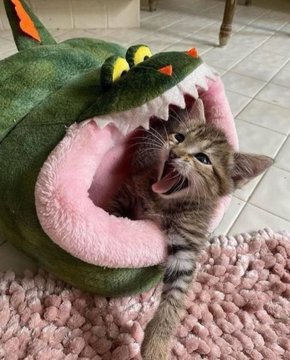 LoveCatAnimalsX's tweet image. 