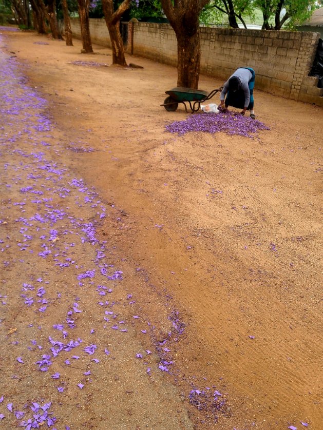 Beatonm5's tweet photo. it's all fun and games till you have to sweep up the purple mess... https://t.co/CmLfT35Qhs