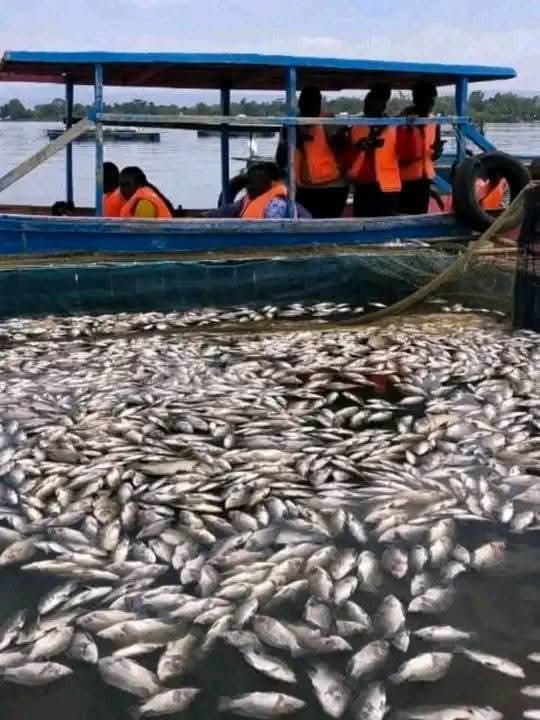 IkeOjuku's tweet photo. Effects of water pollution at lake victoria from industries like Kibos sugar company. Where is Sen.  Ojienda, Governor Anyang Nyong'o, Kisumu woman rep, and the elected leaders? @okeweg @Thriving_luos 

Okachaka cham rech until further notice awuoro! https://t.co/gCu3OjrKic
