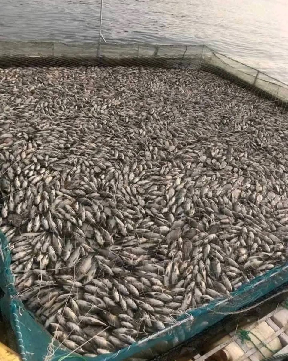 IkeOjuku's tweet photo. Effects of water pollution at lake victoria from industries like Kibos sugar company. Where is Sen.  Ojienda, Governor Anyang Nyong'o, Kisumu woman rep, and the elected leaders? @okeweg @Thriving_luos 

Okachaka cham rech until further notice awuoro! https://t.co/gCu3OjrKic