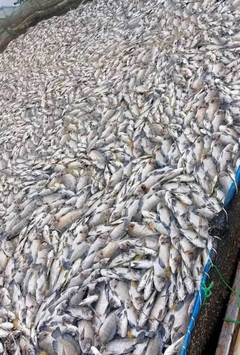 IkeOjuku's tweet photo. Effects of water pollution at lake victoria from industries like Kibos sugar company. Where is Sen.  Ojienda, Governor Anyang Nyong'o, Kisumu woman rep, and the elected leaders? @okeweg @Thriving_luos 

Okachaka cham rech until further notice awuoro! https://t.co/gCu3OjrKic