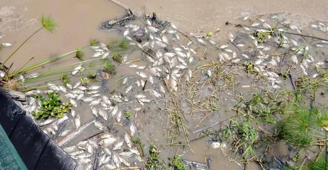 IkeOjuku's tweet photo. Effects of water pollution at lake victoria from industries like Kibos sugar company. Where is Sen.  Ojienda, Governor Anyang Nyong'o, Kisumu woman rep, and the elected leaders? @okeweg @Thriving_luos 

Okachaka cham rech until further notice awuoro! https://t.co/gCu3OjrKic