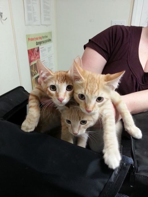 lynda3035's tweet photo. @Malcolm_theCat Oh my goodness 😳 What an eventful day you all had!!! Is everyone okay 😲🙀😸 Getting any cat into a carrier is often 🤔 challenging. Luckily, it all seems to have worked out in the end. Hope everypawdy had treats afterward. #PoorMum ☺️👍🏻 https://t.co/0dxGz3b99f