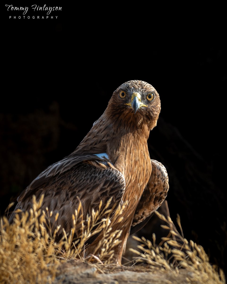 Tommy Finlayson 🇬🇧🇬🇮 (@tommyfinlayson) on Twitter photo Booted eagle #Spain #nikon #wildĺifephotography <a href="/abs_society/">ABSS</a> Booted eagle #Spain #nikon #wildĺifephotography <a href="/abs_society/">ABSS</a>
