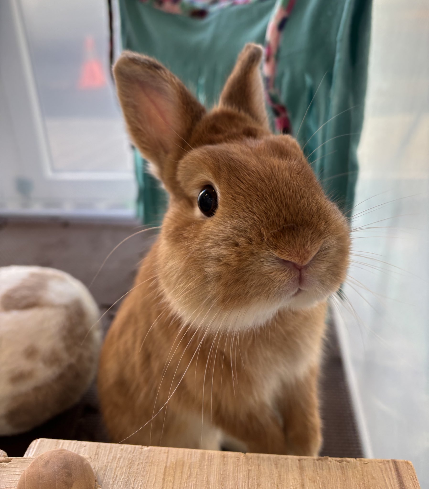 うさぎのしっぽ　うさぎのフード うさぎのしっぽ通販は、『OXBOW エッセンシャルシニアラビット