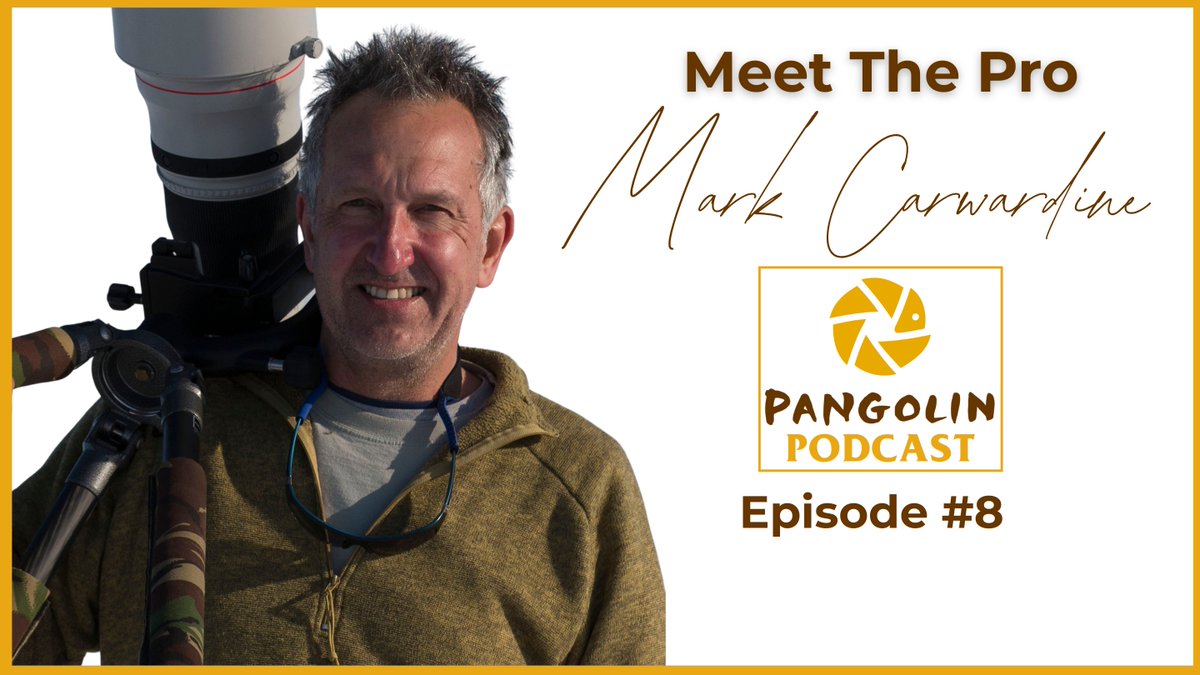 Pangolin Wildlife Photography tweet media