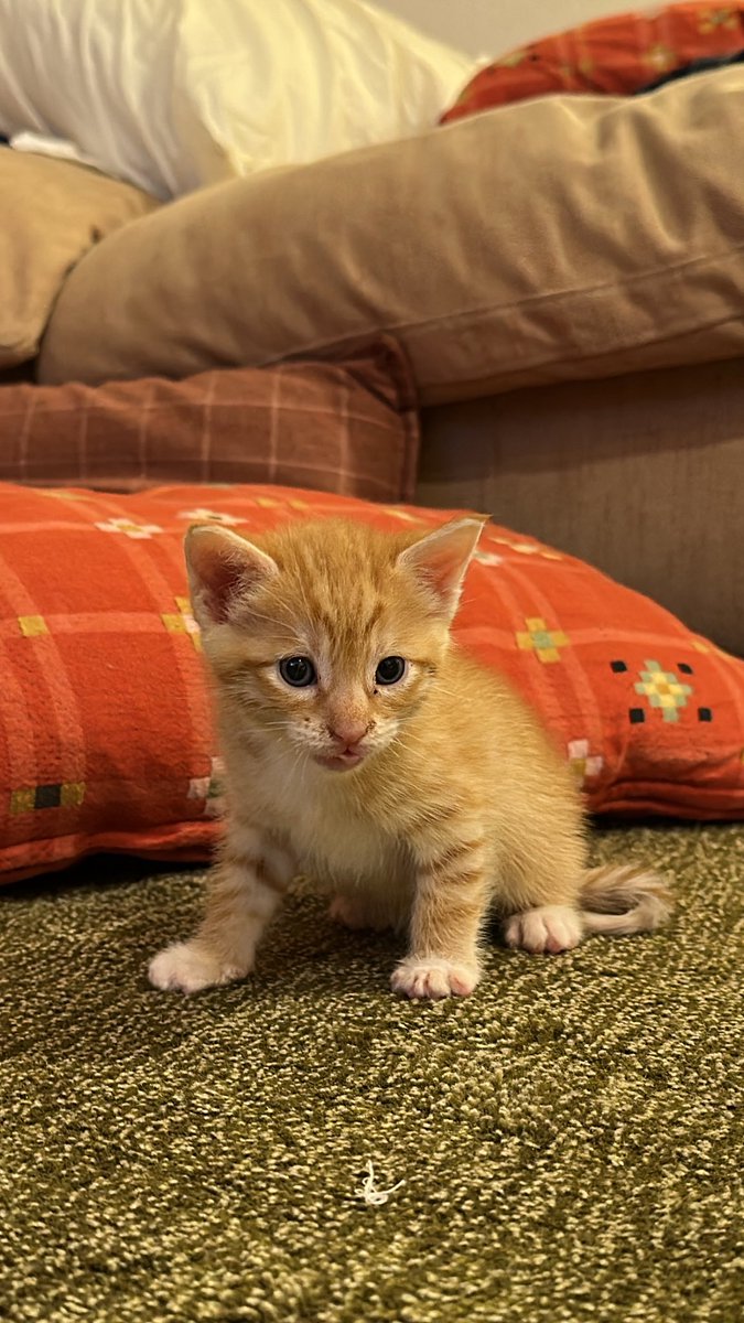 radpartydad's tweet photo. New lil guy is fitting right in https://t.co/MbsFNByvUf