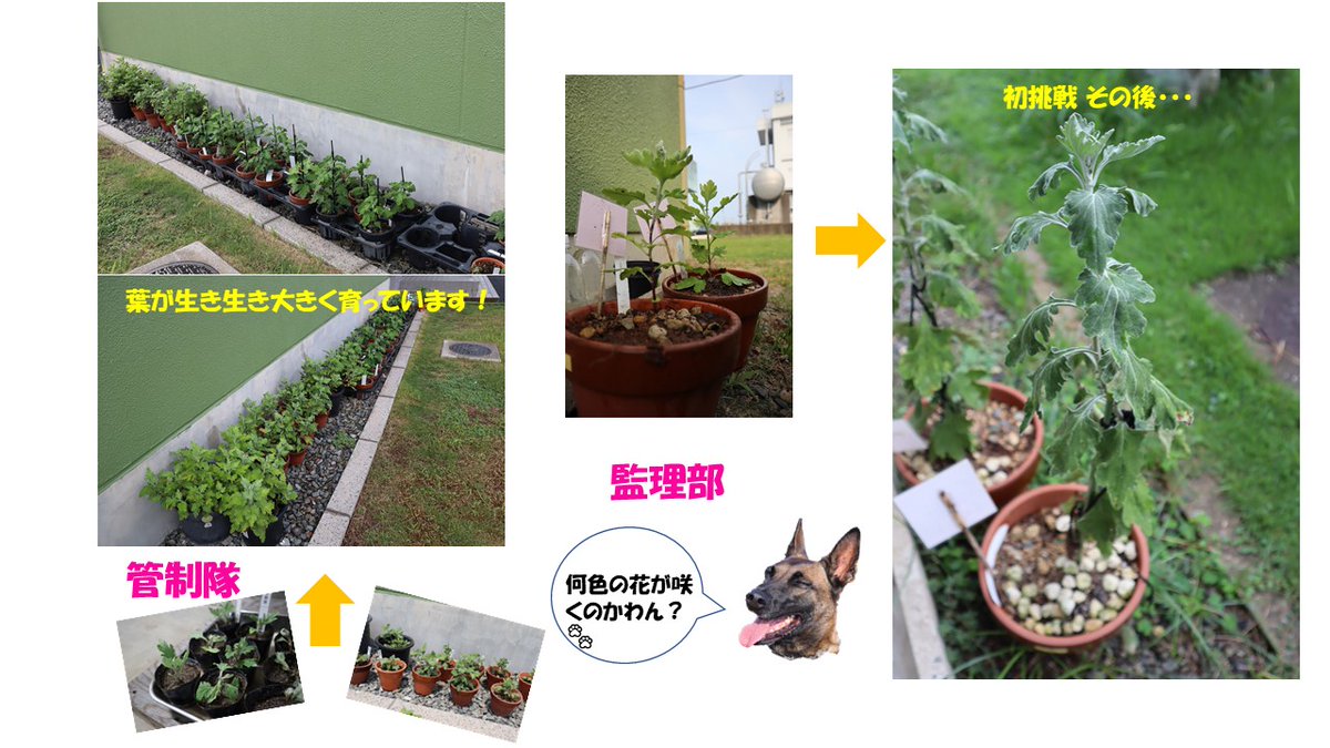 大雨と猛暑の厳しい８月、残暑の残る9月、そして１０月に入りやっと暑さが和らいできました。菊の花も暑さを乗り越えて、花咲く準備万端です。いよいよ１１月３０日航空祭まで残り５５日、GO！GO！カウントダウン！！
#航空自衛隊
#築城基地
#菊
#花の航空団