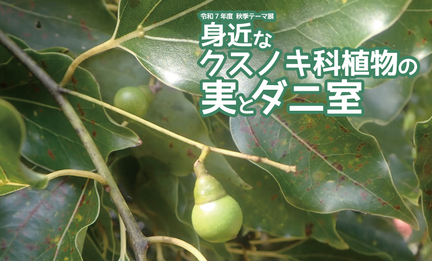 次回秋季テーマ展のお知らせ

秋季テーマ展は『身近なクスノキ科植物の実とダニ室』を予定しています。

クスノキ科植物の実の不思議とダニのための部屋「ダニ室」の不思議を紹介できたらと思います。

さて、勉強を始めましょう。